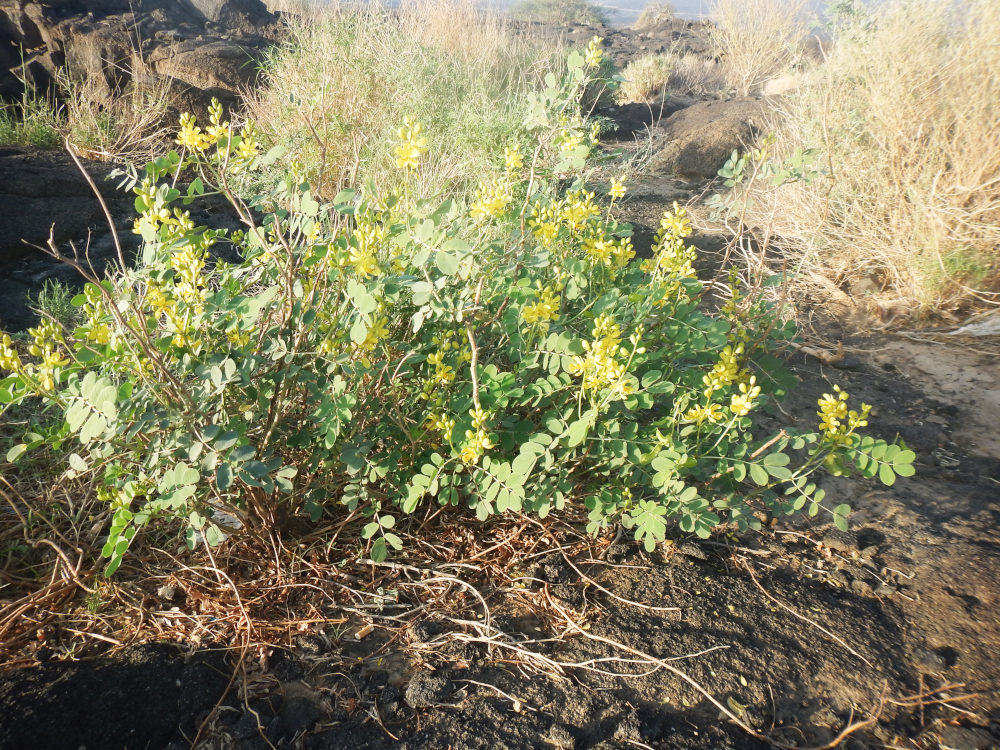 dall''Etiopia: Senna sp. (Fabaceae)